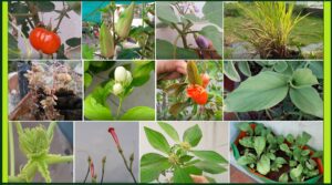 Garden Tour Banner1