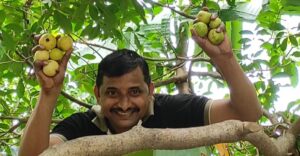 Guava harvest 23072021_2