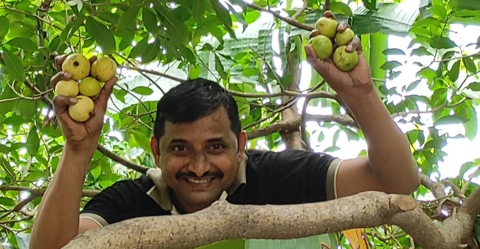 Guava harvest 23072021_2