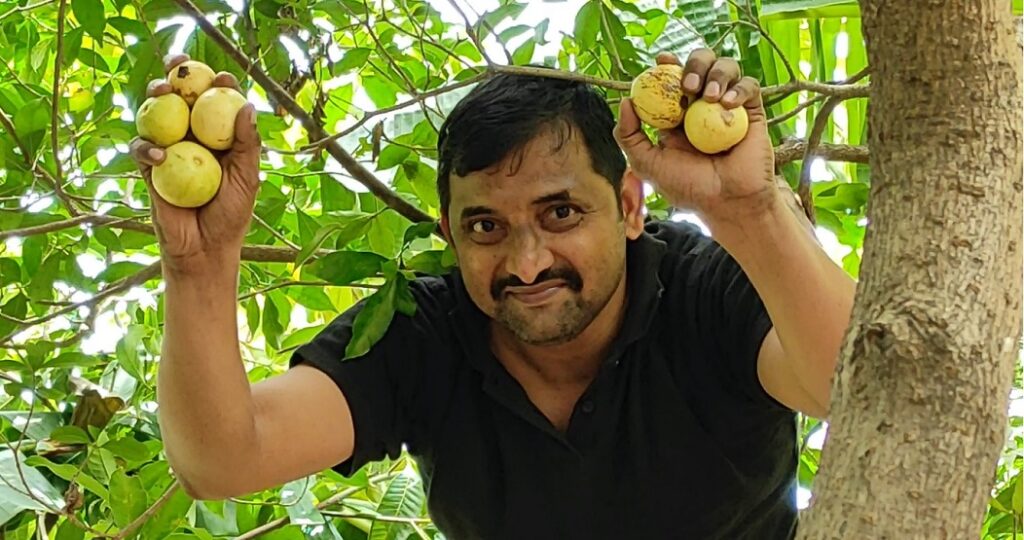 Guava harvest 27072021_1