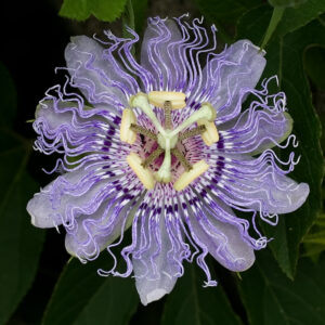 OQ_Passion_flower
