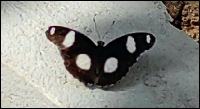 Butterfly coimbatore