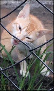 Cat eats grass