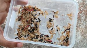 Mayil Manickam Seeds Banner1