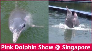 Pink Dolphin Show
