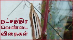 Star vendai seeds