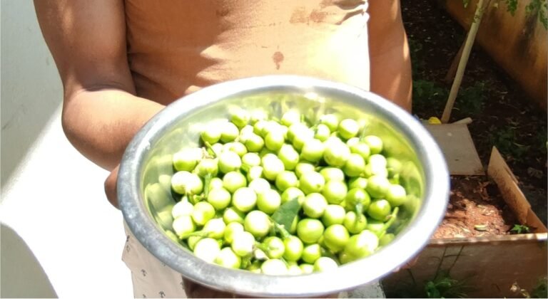 சுண்டைக்காய் அறுவடை