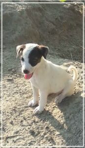 Cute Puppy