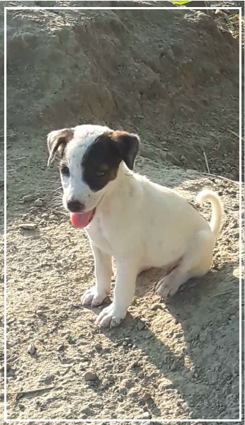 Cute Puppy