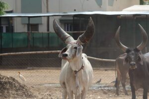 Kankrej cows