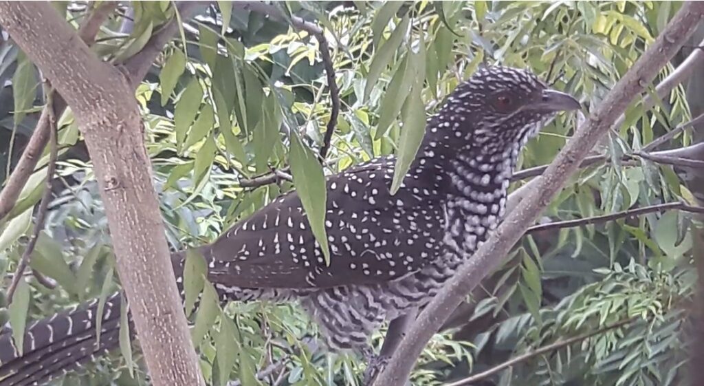 Asian Koel female 1