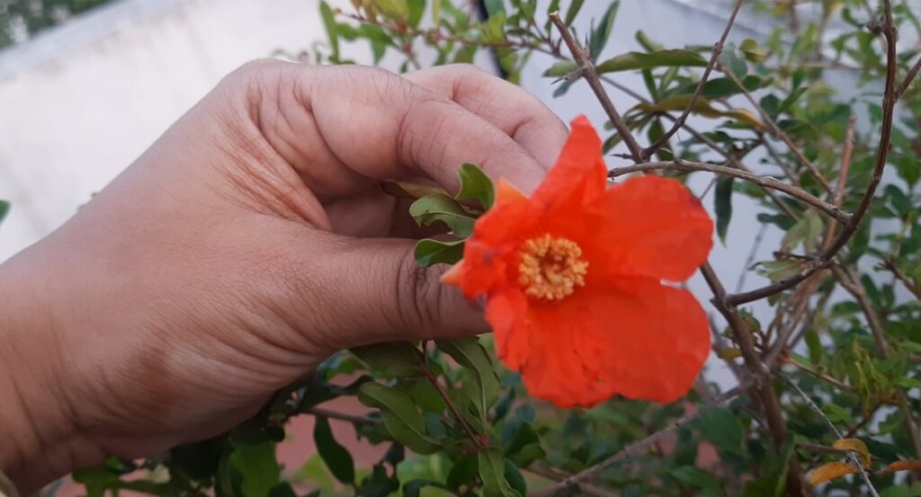 Madhulai flower with hand