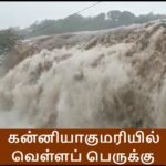 மாடித் தோட்ட உலா