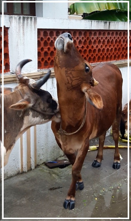 Mother cow lick