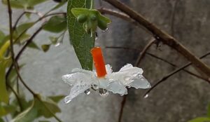 Pavalamalli in rain 1