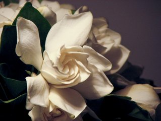 open-jasmine-1348141