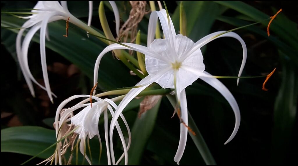 Spider lily