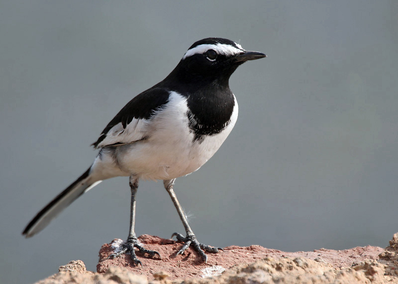 White-browed_Wagtail_I_MG_9376