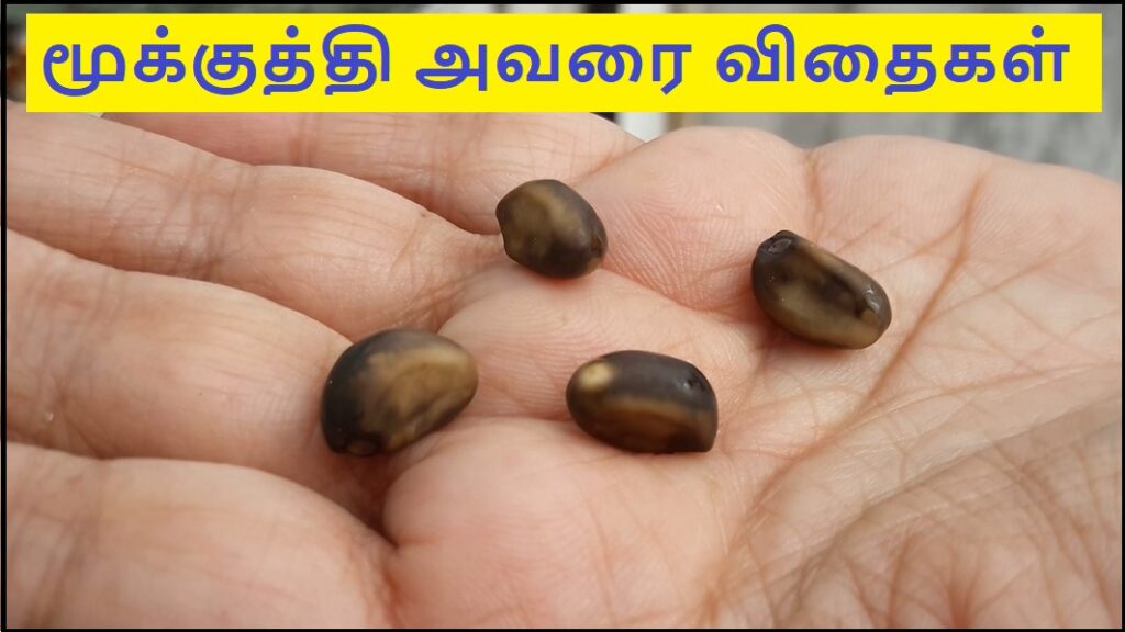 Clove beans seeds