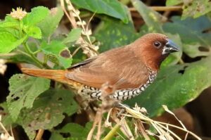 Scaly-breasted_Munia_Lonchura_punctulata_by_Dr._Raju_Kasambe_DSCN7985_(6)