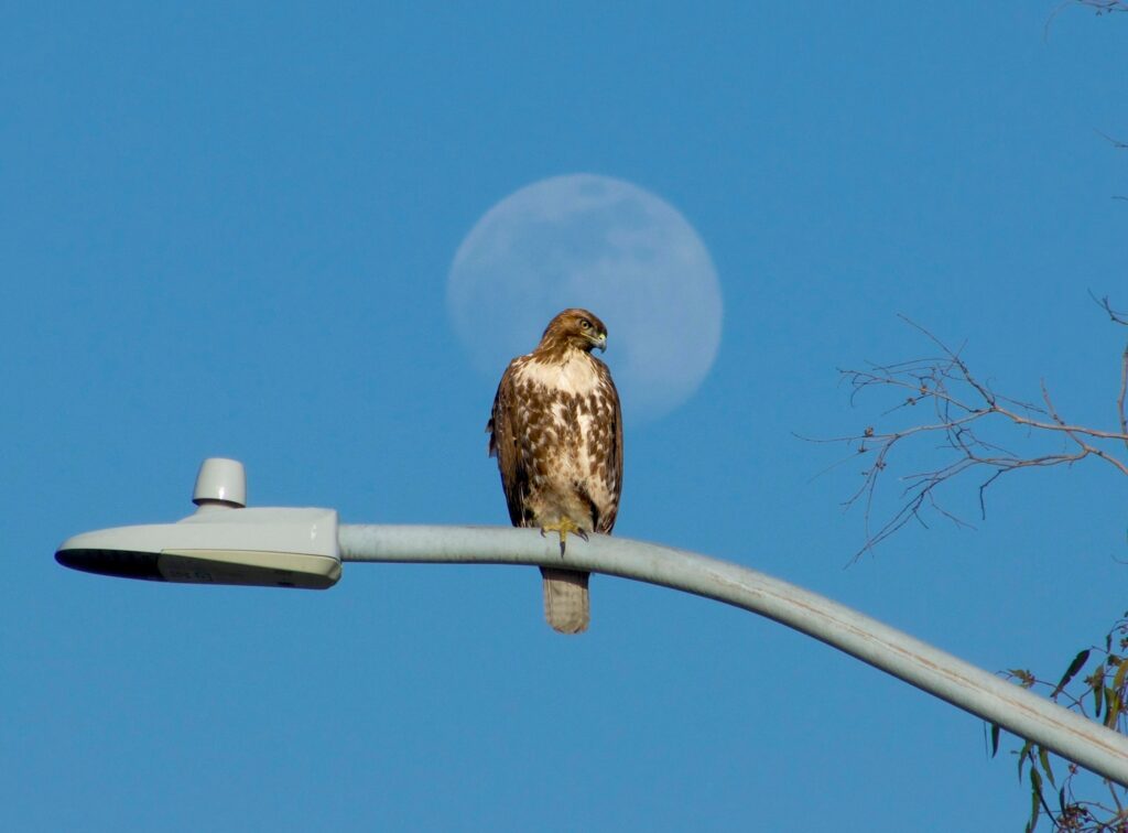 Hawk