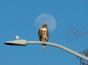 Hawk