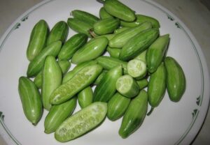 Kovaikkai tindora ivygourd