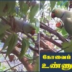 காஞ்சித் தேரோட்டம், ஒரு நிமிடத்தில்
