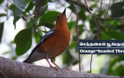 கணீர் காஞ்சி பஜனை – 2