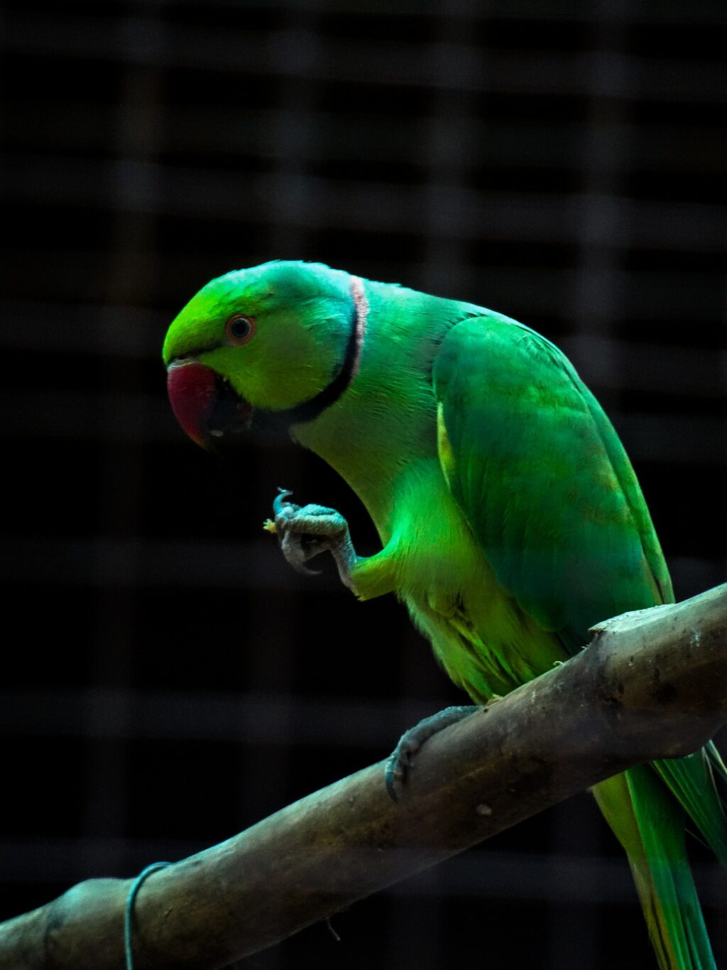 Parrot Animal Bird Plumage Beak Feathers Perched