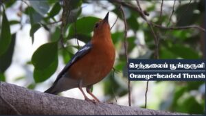 Orange-headed_thrush