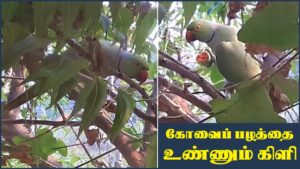 Parrot Ivygourd 21032022 banner