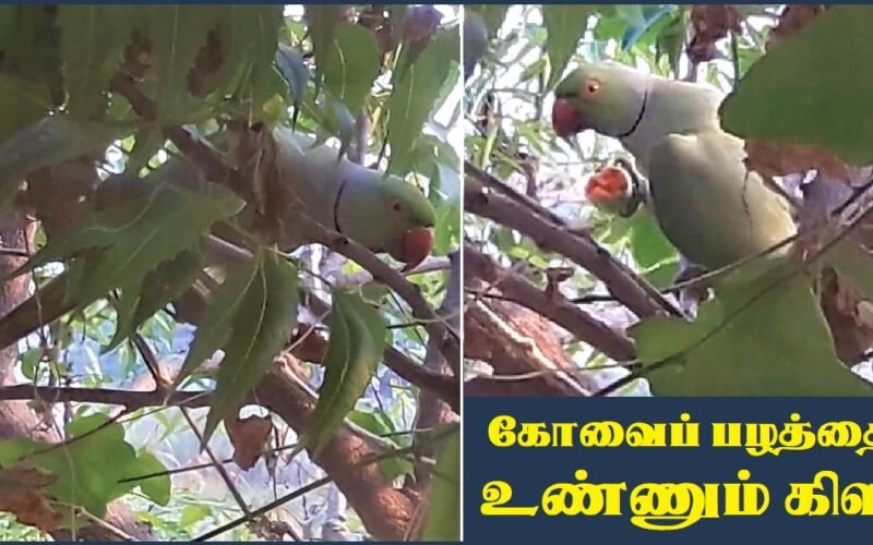 கோவைப் பழத்தை உண்ணும் கிளி – 2