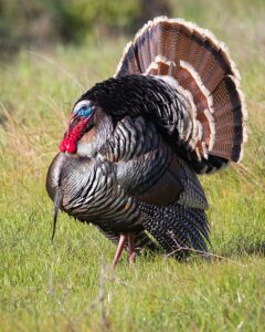 Turkey