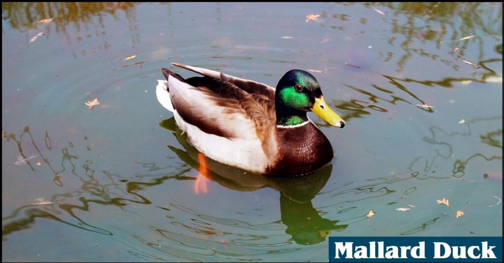 Mallard Duck cropped