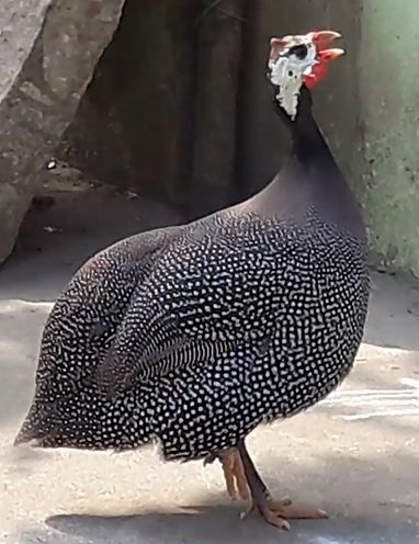 மு. இளங்கோவனின் மணல்மேட்டு மழலைகள் – ஒலிவட்டு, நூல் வெளியீட்டு விழா