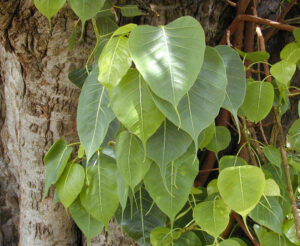 800px-Ficus_religiosa_Bo