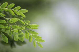 Sanleaf_Moringa_in_Indien