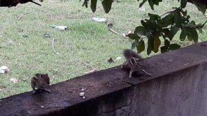 Squirrel
