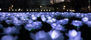 White roses wide
