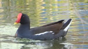 Common Moorhen banner