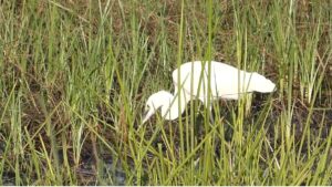 Little Egret