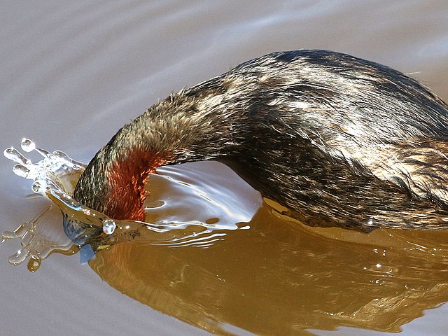 Tachybaptus_ruficollis-diving