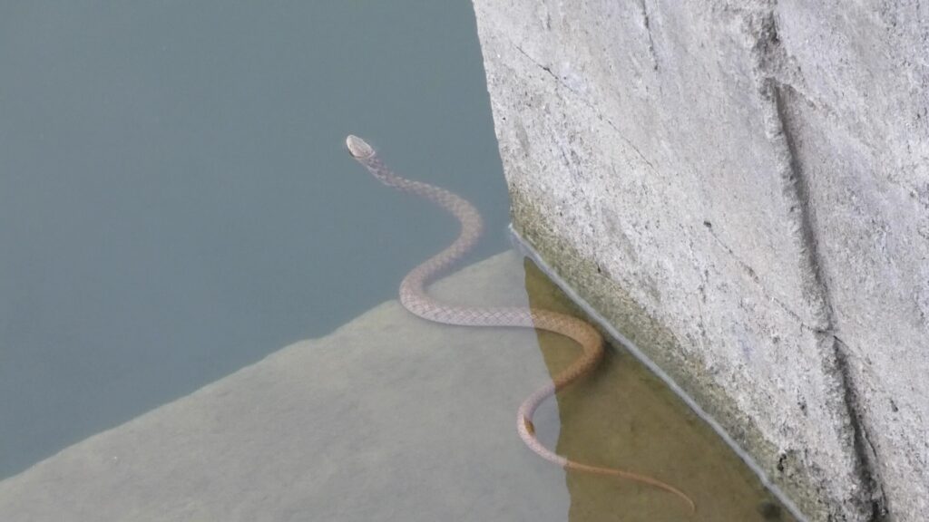 Water snake