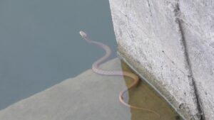 Water snake