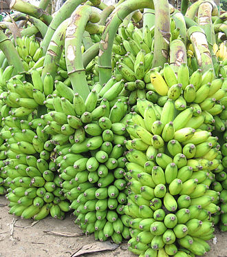 banana kulai