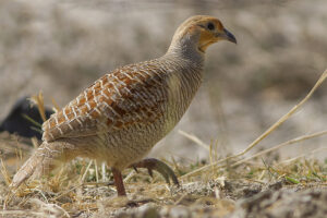 Grey_Francolin_Tal_Chappar_Churu_Rajasthan_India_14.02.2013