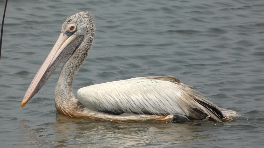 Pelican banner