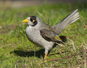 1280px-Manorina_melanocephala_domain