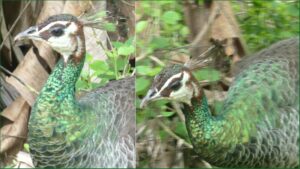 Green Peacock banner